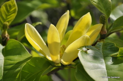 Magnolia x 'Yellow Bird' — photo 4